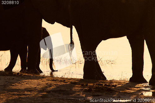 Image of Elephants