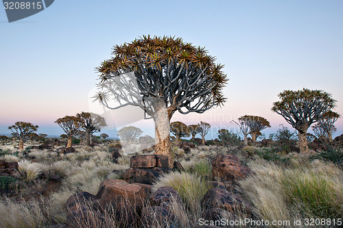 Image of Quivertree