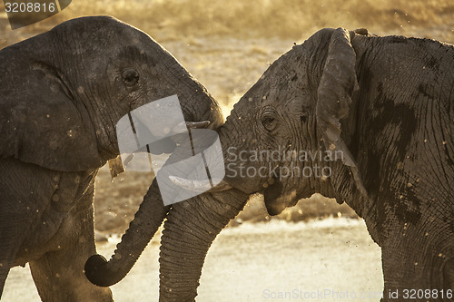 Image of Elephant meeting