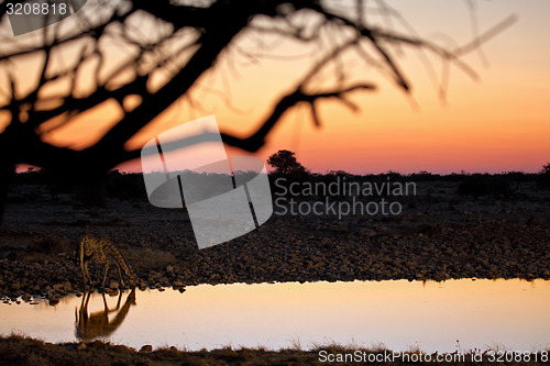 Image of Drinking Giraffe