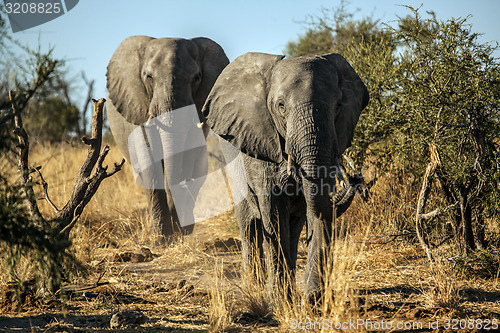 Image of Walking Elephants