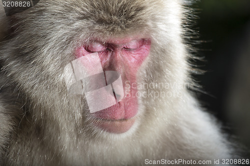 Image of Japanese macaque 