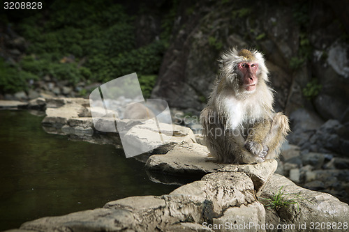 Image of Japanese macaque 