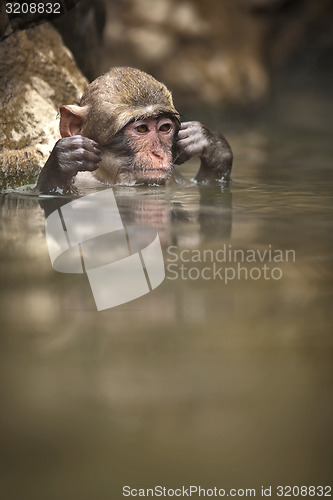 Image of Japanese macaque swimming