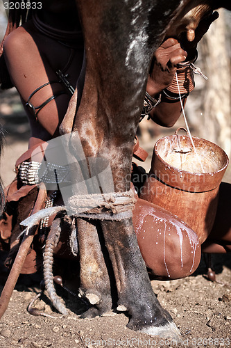 Image of Himba milking