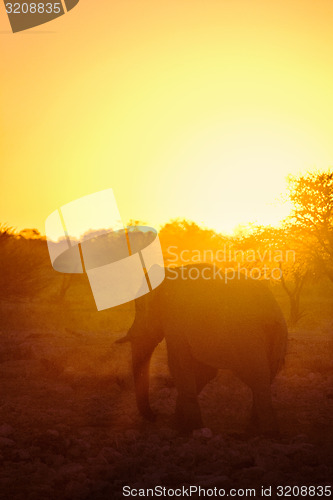 Image of Sunset Elephant