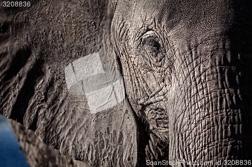 Image of Elephant