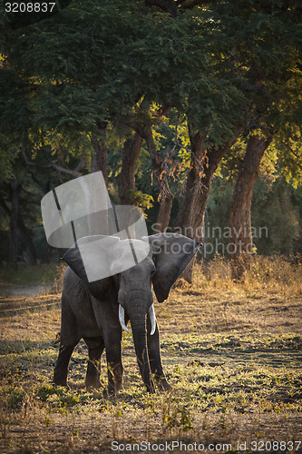 Image of Elephant in Botswana