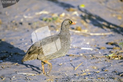 Image of Sand Grousse