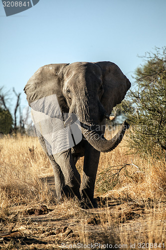 Image of Elephant