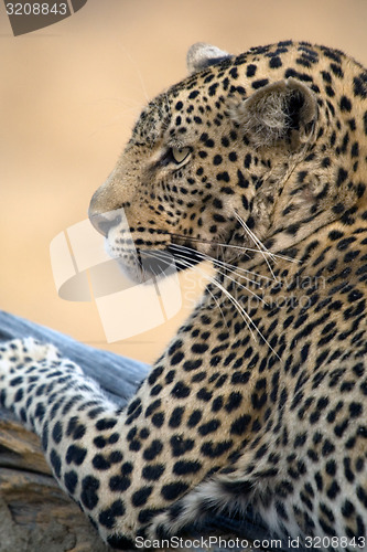 Image of Leopard