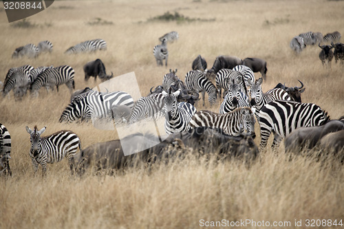 Image of Zebra's 