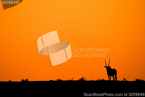 Image of Oryx sunset