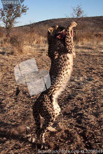 Image of Jumping Cheetah
