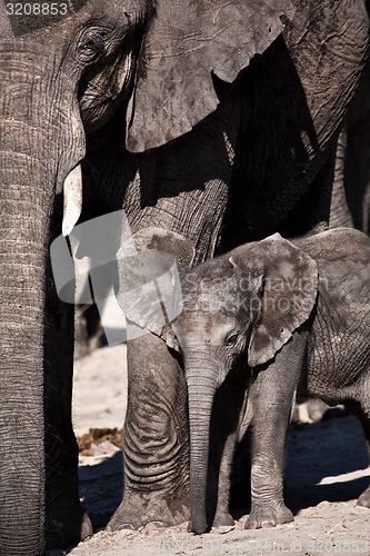 Image of Mum and baby elephant