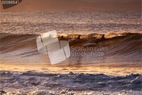 Image of Dolphins