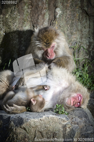 Image of Macaque family