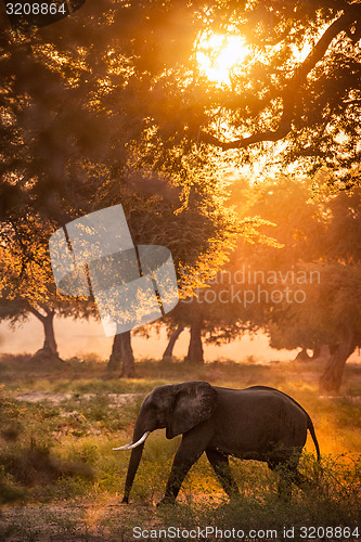 Image of walking home