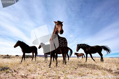 Image of Wild horses