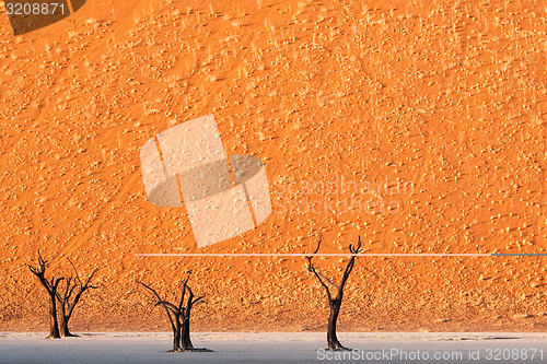 Image of Deadvlei trees