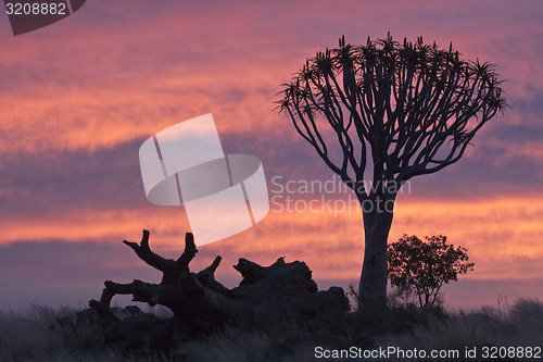 Image of Quivertree