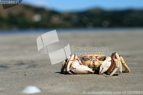 Image of Crab 