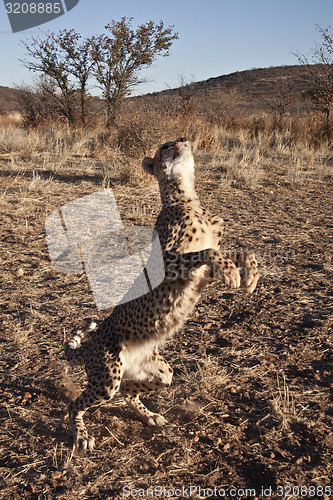 Image of Jumping Cheetah