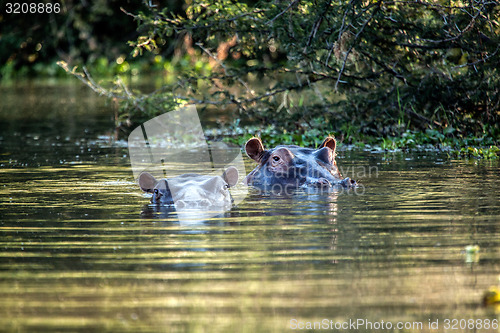 Image of Floating Hippo's 