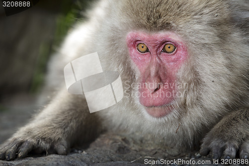 Image of Japanese macaque 