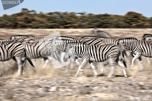 Image of walking zebra's