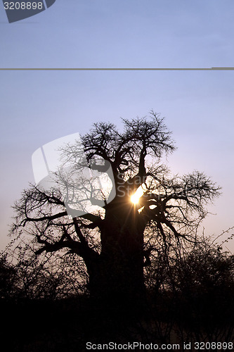 Image of Baobab Tree