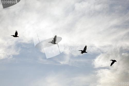 Image of Pelicans flying