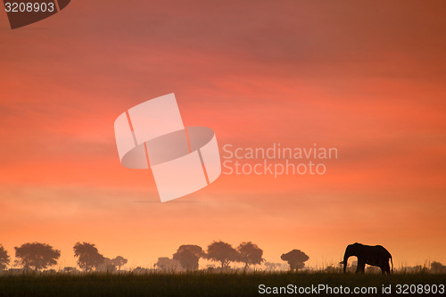 Image of Elephant at sunset