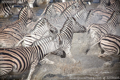 Image of Running Zebra's