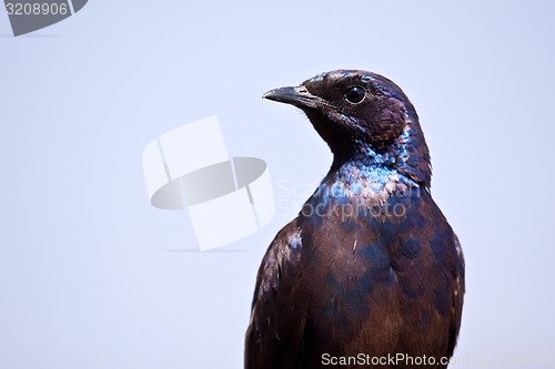 Image of Glossy starling