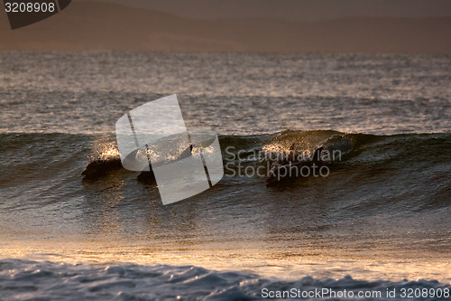 Image of Dolphins