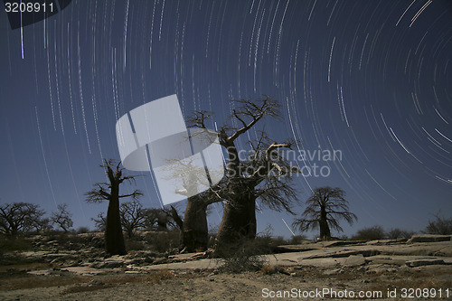 Image of baobab star trail