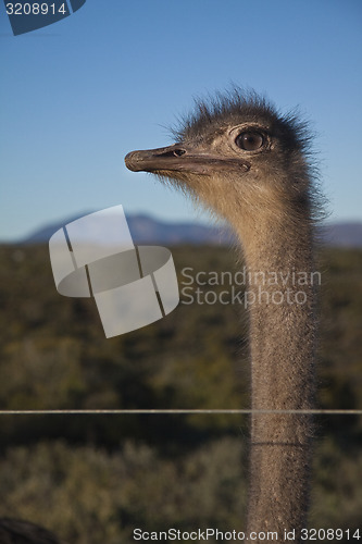 Image of Ostrich 
