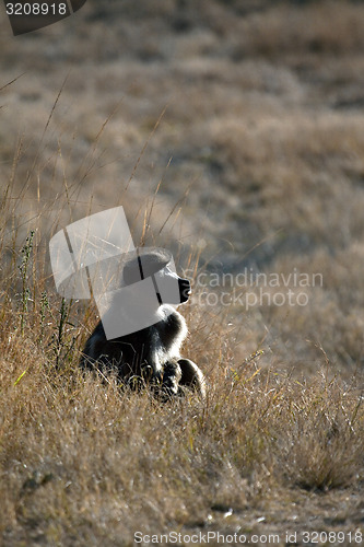 Image of Resting Baboon