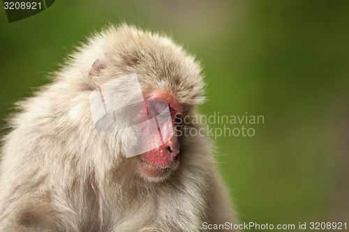 Image of Japanese macaque 