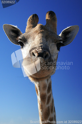 Image of Giraffe