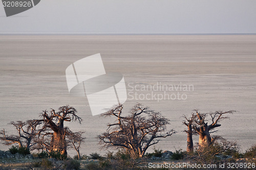 Image of Baobabs in Botswana