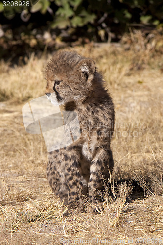Image of Baby Cheetah