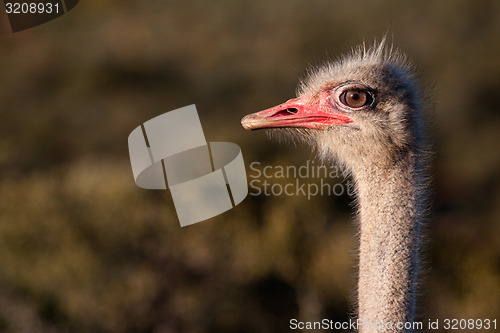 Image of Ostrich head