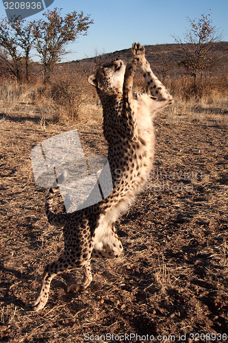 Image of Jumping Cheetah