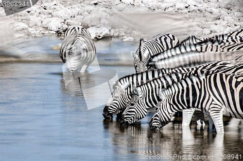 Image of Zebra's drinking
