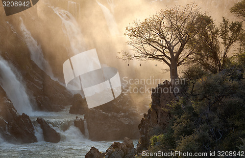 Image of Sausage Tree