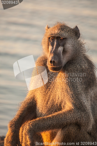 Image of Baboon resting