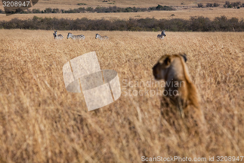 Image of Hunting lioness