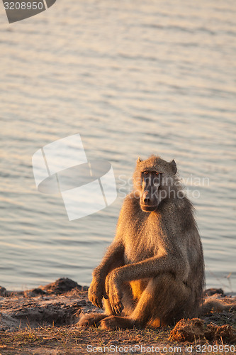 Image of Resting Baboon